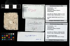Foto (Objekt + Etikett) von Cycloprosopon sp.  (NHMW-GEO-2014-0194-0245)